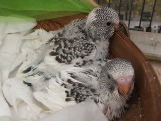aprilbudgies083.jpg