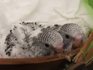 aprilbudgies086.jpg