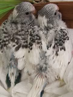 aprilbudgies087.jpg