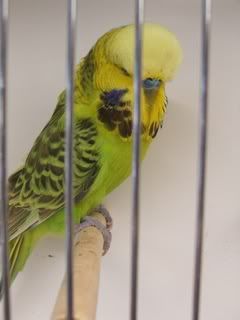aprilbudgies130-1.jpg