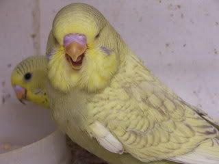 aprilbudgies131.jpg