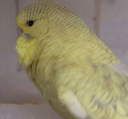 aprilbudgies133.jpg