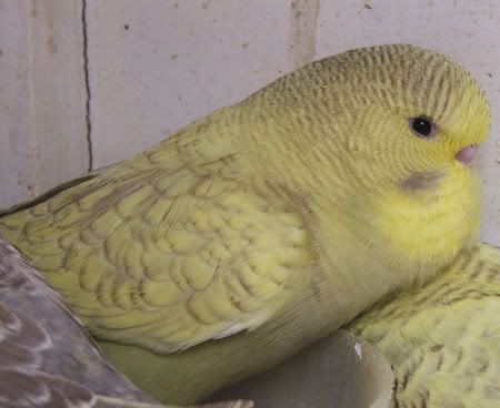 aprilbudgies140.jpg