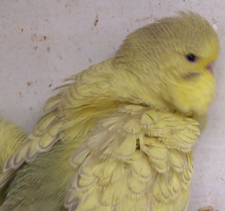 aprilbudgies144.jpg
