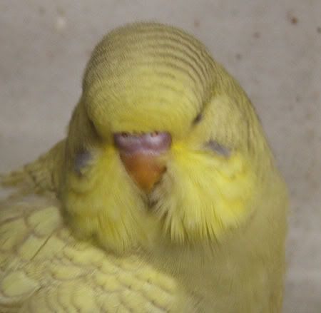 aprilbudgies145.jpg
