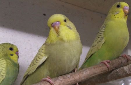 aprilbudgies178.jpg