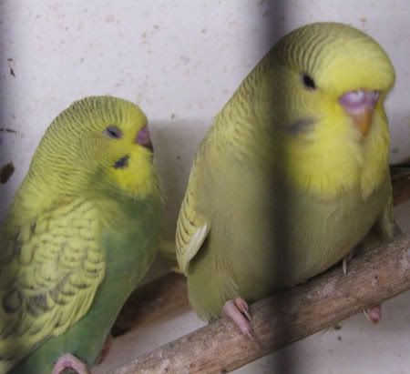 aprilbudgies180.jpg