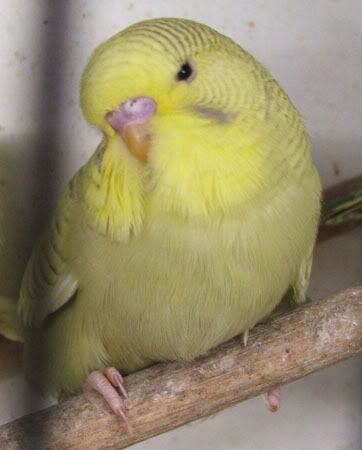 aprilbudgies183.jpg