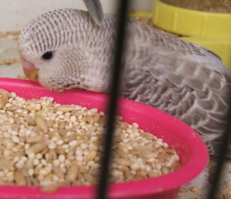 aprilbudgies185.jpg