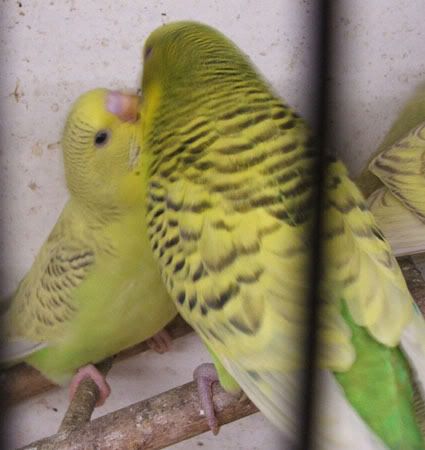 aprilbudgies187.jpg