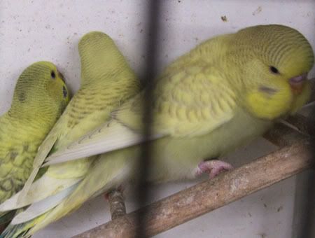 aprilbudgies194.jpg