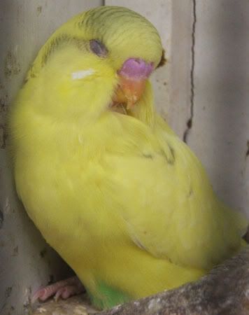 aprilbudgies204.jpg