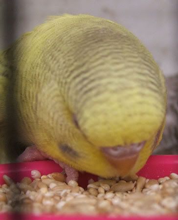 aprilbudgies225.jpg