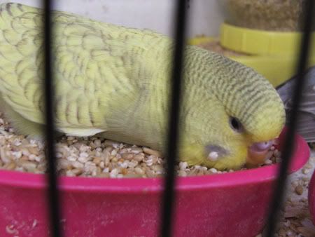 aprilbudgies230.jpg