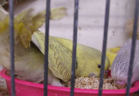 aprilbudgies240.jpg