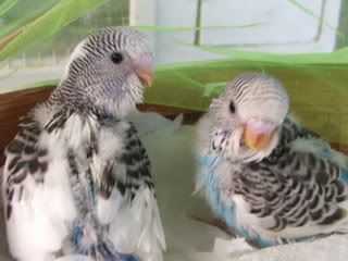 aprilbudgies252.jpg