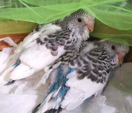 aprilbudgies254.jpg