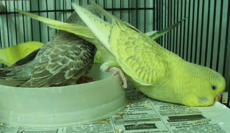 aprilbudgies345.jpg