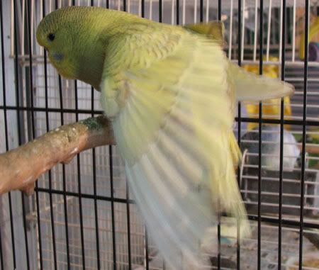 aprilbudgies356.jpg