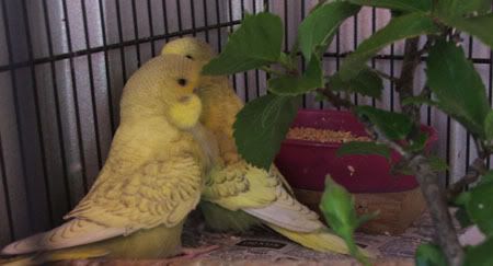 aprilbudgies359.jpg