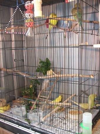 aprilbudgies364.jpg
