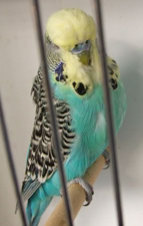aprilbudgies368-1.jpg
