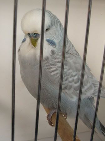 aprilbudgies382.jpg