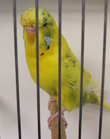 aprilbudgies397.jpg