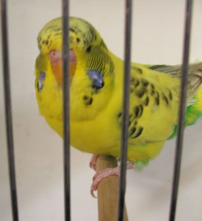 aprilbudgies407.jpg