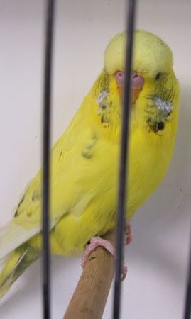 aprilbudgies411.jpg