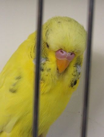 aprilbudgies413.jpg