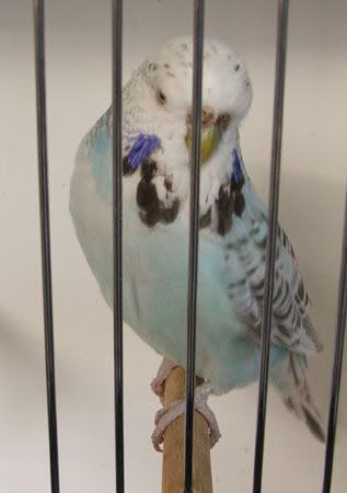 aprilbudgies418.jpg
