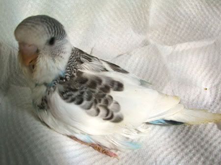 aprilbudgies426-1.jpg