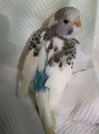 aprilbudgies428.jpg