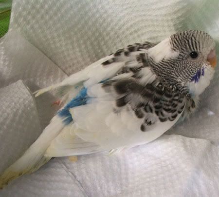 aprilbudgies429.jpg