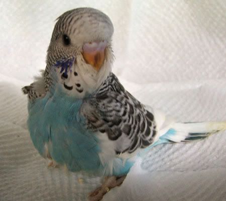 aprilbudgies432.jpg