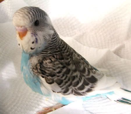 aprilbudgies433.jpg