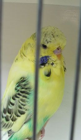 armstrongbirds095xx.jpg