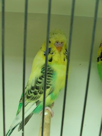 armstrongbirds096.jpg