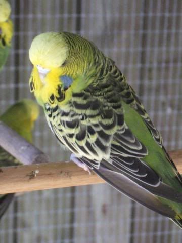 aviaryjan09004-1.jpg