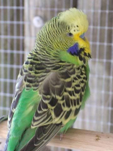 aviaryjan09006.jpg