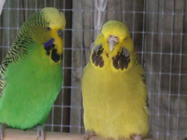 aviaryjan09012.jpg