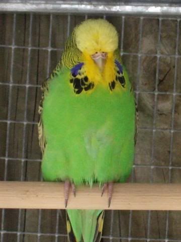 aviaryjan09013.jpg