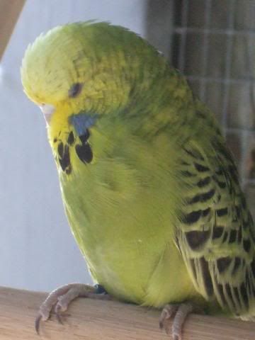 aviaryjan09017-1.jpg