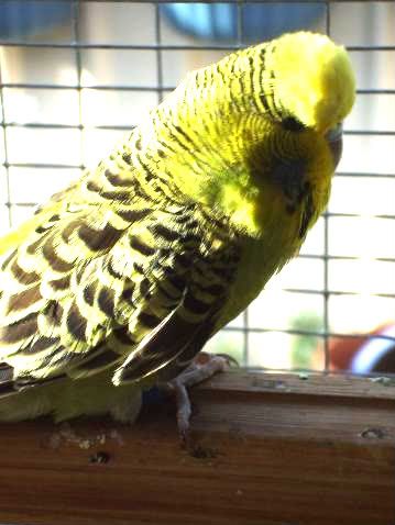 aviaryjan09036.jpg