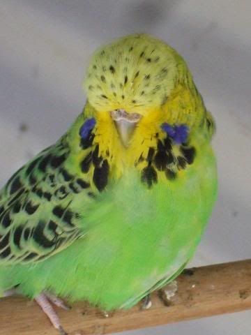 aviaryjan09047.jpg