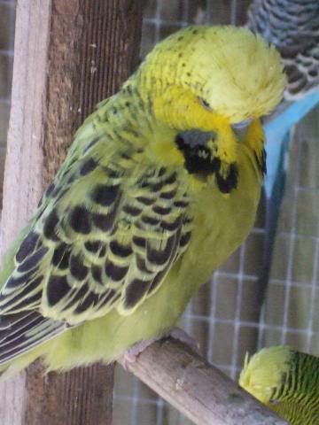 aviaryjan09049.jpg
