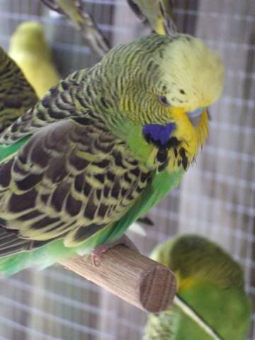 aviaryjan09052.jpg