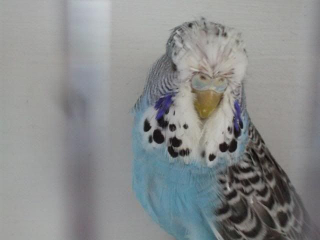 aviaryjan09061-1.jpg