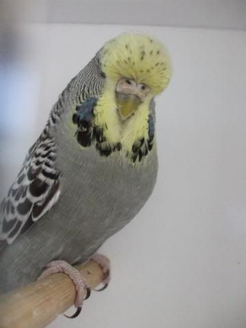 aviaryjan09061.jpg